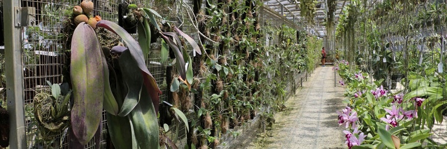 Orchid Culture
