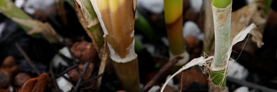 Orchid Pests and Diseases