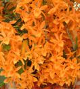 Dendrobiums
