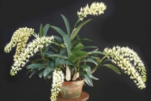 Member's Choice from the Show Table