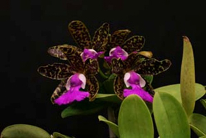 Member's Choice from the Show Table