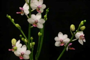 Member's Choice from the Show Table