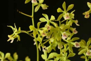 Growing Orchids in July