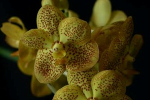 Growing Orchids in August