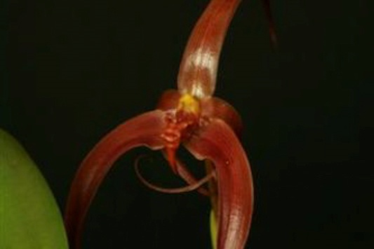 Growing Orchids in September