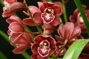 Growing Orchids in January