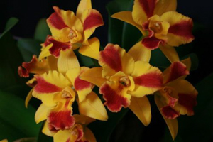 Orchids Brought to the Show Table