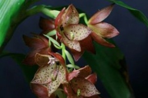 Growing Orchids in October