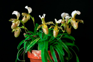 General Orchid Growing Tips