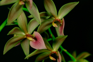 Member's Choice from the Show Table