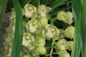 Growing Orchids in February