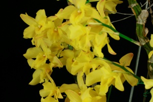 Growing Orchids in March