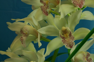 Cymbidiums