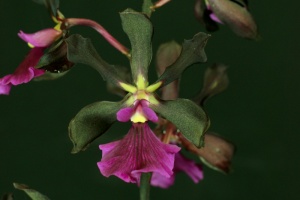 Growing Orchids in June