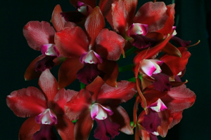 Orchids Brought to the Show Table