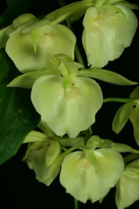 Growing Orchids in December