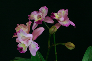Image 121-6