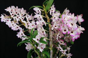 Member's Choice from the Show Table