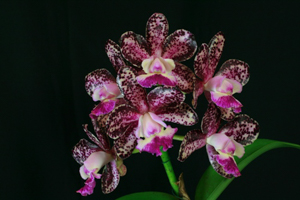 Orchids Brought to the Show Table