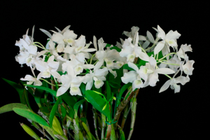 Member's Choice from the Show Table