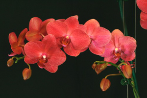 Phalaenopsis