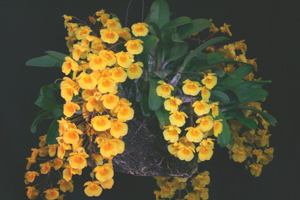 Member's Choice from the Show Table