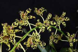 Cymbidium Relatives