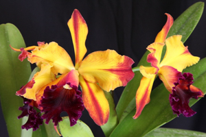 Member's Choice from the Show Table