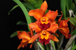 Member's Choice from the Show Table