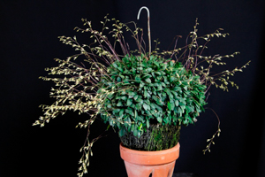 Member's Choice from the Show Table