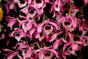 Orchids Brought to the Show Table