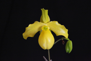 Member's Choice from the Show Table