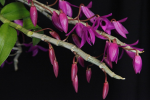 Member's Choice from the Show Table