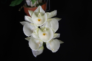 Member's Choice from the Show Table