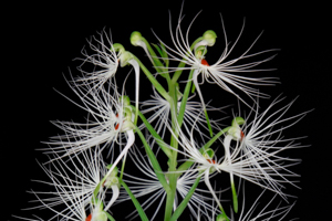 Orchids Brought to the Show Table