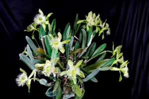 Orchids Brought to the Show Table