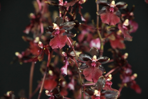 Orchids Brought to the Show Table