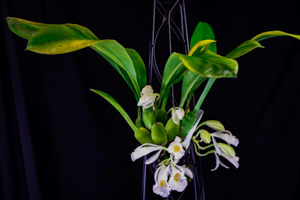 Member's Choice from the Show Table