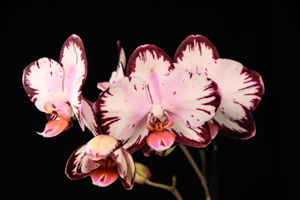 Orchids Brought to the Show Table