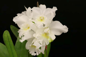 Cattleya Hybrids