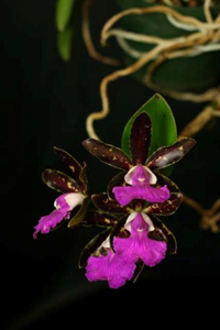 Growing Orchids in November