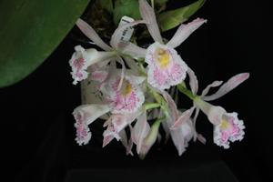 Orchids Brought to the Show Table