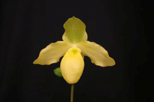 Parvisepalum Section Paphiopedilums