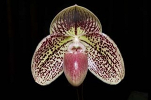 Brachypetalum Section Paphiopedilums