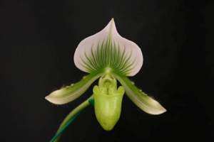 Barbatum Section Paphiopedilums