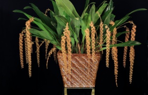 Orchids Brought to the Show Table