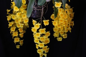 Member's Choice from the Show Table