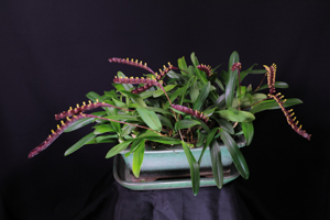 Member's Choice from the Show Table