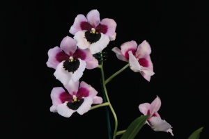 Member's Choice from the Show Table