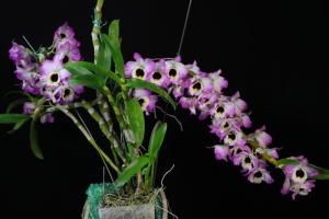 Member's Choice from the Show Table